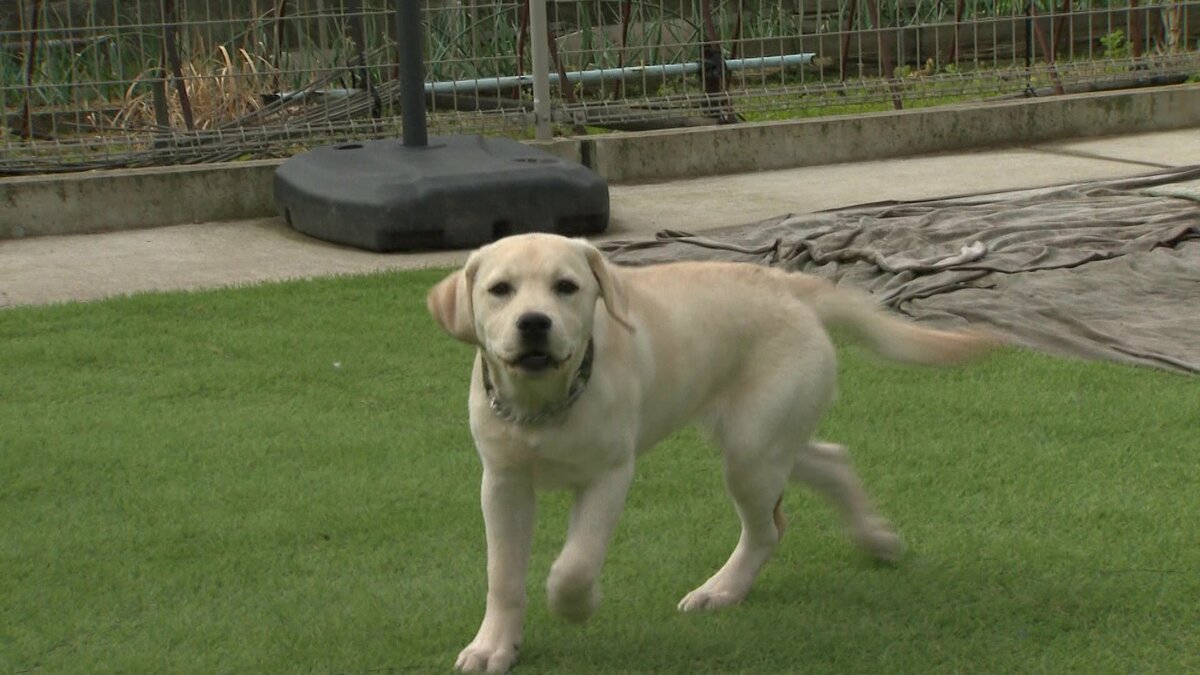 能登に警察犬を 一から警察犬を目指すラブラドルレトリバーと女性訓練士の挑戦