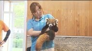 「発見が遅かったら助からなかった」弟は人工哺育に　西山動物園の双子レッサーパンダ2組、いよいよ一般公開