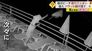 【カメラにピースサイン】酒を手に踊りながら“パラソル”を次々…