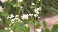 棚田に広がる秋景色　岡山県美咲町でソバの花見頃【岡山】