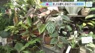 ムシムシ暑い夏を快適に　観葉植物で感じる涼しさはいかが？　見て楽しむだけでなく休息効果も　広島