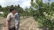 地球温暖化　東北・福島でミカン栽培に挑戦　せっかく咲いた花を全部摘む！？85歳の先輩農家が伝授“1年目の鉄則”　現場を襲ったまさかの天敵