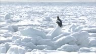 流氷の中で今冬 初運航 北海道・網走市の砕氷船