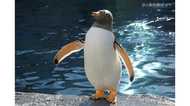 「元気な動物たちが心の助けになれば」 停電復旧後すぐに開園した旭山動物園の“決断”【北海道地震】