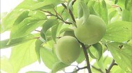 初夏の風物詩 岡山後楽園でウメの実の収穫始まる【岡山・岡山市】