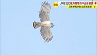 「鳥がいなくなる…」 “バードストライク”は渡り鳥の生態に影響　野鳥の会が事業会社に加茂地区の風力発電計画の中止を要請【山形発】