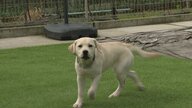 “能登に警察犬を”　一から警察犬を目指すラブラドルレトリバーと女性訓練士の挑戦