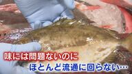 “イラ”に“オジサン”…未利用魚を全国へ　「もったいない」を「おいしい」に替えるベンチャー企業【福岡発】