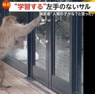 【独自】「人間の子どもかと」学習し続ける“左手のない猿” 　今度は二足歩行でガラス叩き店のドアを開けようと…　神奈川・茅ヶ崎市