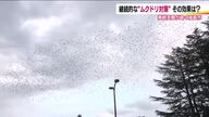 一気に追い払えぬ悩ましい理由　福島駅周辺のムクドリ被害　5年前の大作戦後も続く悪戦苦闘【福島発】
