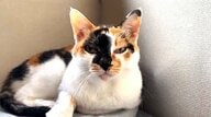 宿泊客のピンチを救ったのは旅館の“おばあちゃん猫”！普段は「顔を見たら逃げる」女将に鳴いて知らせた“寒空の夜”