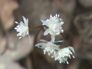 可憐な花咲かせ「春の妖精」とも…雪残る道沿いでセリバオウレンの花が見ごろ キンポウゲ科の多年草