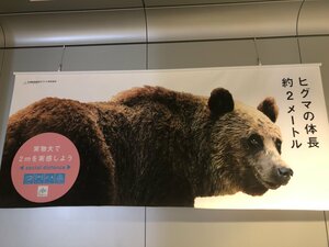 “ヒグマ1頭分”のディスタンス? 札幌で見つけた「実物大で2mを感じる」広告の迫力が気になる
