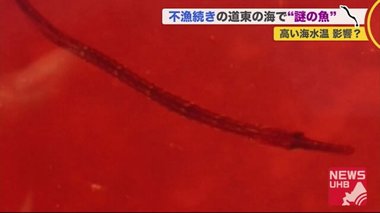 北海道の漁港にタツノオトシゴのような“謎の魚”を発見 海流に乗って流れてきたか