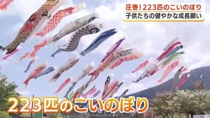 富士山バックに泳ぐ色鮮やかなこいのぼり　子供の健やかな成長願って