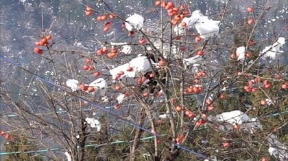「この時期になればいなくなると…」食堂敷地内の柿の木に子グマが居座り麻酔銃による緊急銃猟  新潟・南魚沼