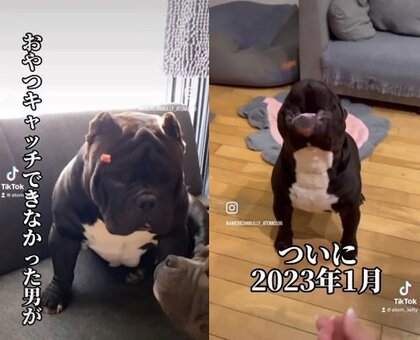 一度も“おやつキャッチ”できなかった愛犬が…4歳でついに成功する動画に喝采！突然できたのかその日の様子を聞いた