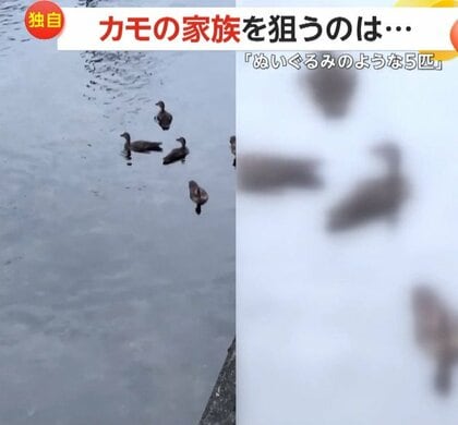 【独自】「食べられないかハラハラ」“可愛い“5匹のアライグマが茂みから鋭い視線…狙われたカモの家族　専門家「じゃれたくて見てるだけ」　神奈川・座間市