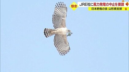「鳥がいなくなる…」 “バードストライク”は渡り鳥の生態に影響　野鳥の会が事業会社に加茂地区の風力発電計画の中止を要請【山形発】