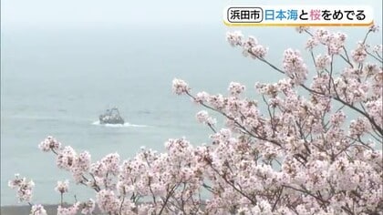 浜田・ゆうひパークで満開！ソメイヨシノ　ぽかぽか陽気から一転　８日朝は季節逆戻りの寒さに