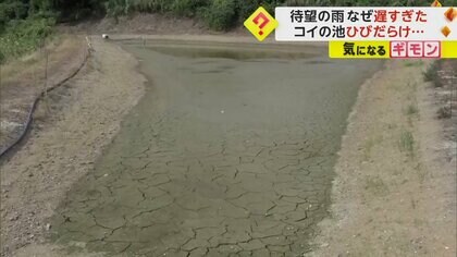 “水不足”でニシキゴイの養殖池が干からびる　収穫時期のコメ農家は“待望の雨”に「もういらない」