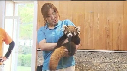 「発見が遅かったら助からなかった」弟は人工哺育に　西山動物園の双子レッサーパンダ2組、いよいよ一般公開