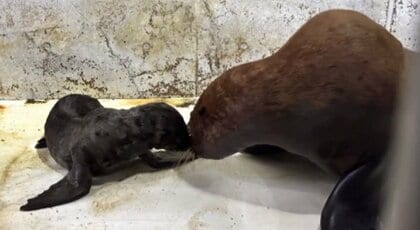 天才トドの「ハマちゃん」13時間の難産乗り越え母に　かわいいオスの赤ちゃん誕生　2年前には死産も経験