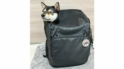 豆柴がリュックから生えた！？首だけ出して寝ている姿がかわいい…飼い主に状況を聞いた