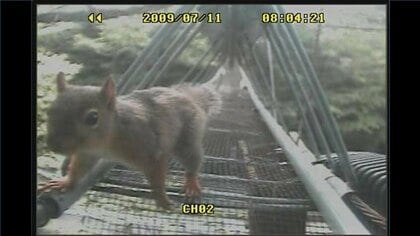 分断された自然林を『緑の回廊』でつなぐプロジェクト 生態系の潤いを次世代へ