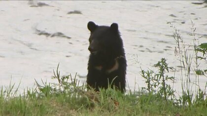 【緊迫】「いた！」クマが河川敷を猛ダッシュ　向かった先には歩行者が…JR盛岡駅から約1.5キロ