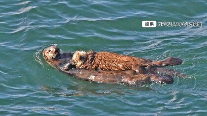 北海道霧多布岬で絶滅危惧種の野生ラッコが見られる！？ベビー誕生で今では13頭に「ドローンはラッコが嫌がるのでやめて」