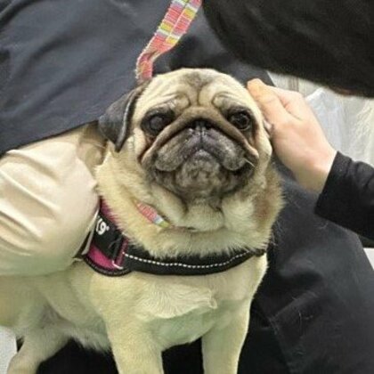 爪切りこわいこわいでも「二へっ！」頑張る犬の表情が応援したくなるかわいさ…いつもこんな様子なのか聞いた