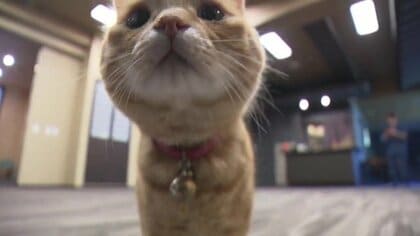 ダムと猫…福島市飯坂町で過ごす夏休み　摺上川ダムで監査廊を見学　看板ネコがおもてなしをしてくれる旅館で一休み【福島発】