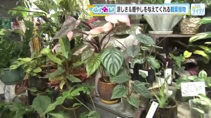 ムシムシ暑い夏を快適に　植物で感じる涼しさはいかが？　見て楽しむだけでなくストレス軽減効果も　広島