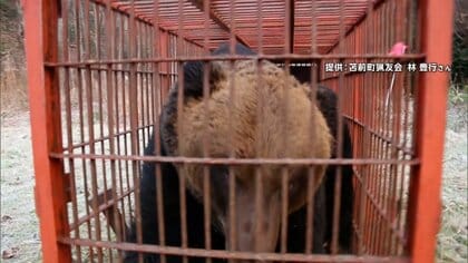 “年越しクマ”各地に出没…死者13人“過去最悪”クマ被害今年は？専門家「気温高くなると冬眠明け早く」春先再び増加も