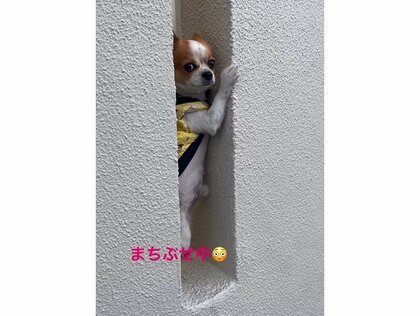 ご近所のちびっ子待ち狙い」玄関横の隙間で待ち伏せするチワワが