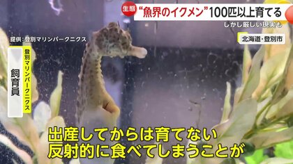 貴重】カメラが捉えた「タツノオトシゴの出産」 メスに卵をもらいオス  