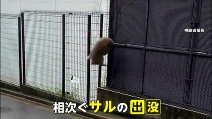チャンドゥのバナナ狙いに来た？」ディズニーリゾートに猿が出没…繁殖