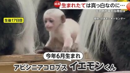 真っ白な赤ちゃんサル…生後100日ごろには真っ黒に！赤ん坊と分かるよう