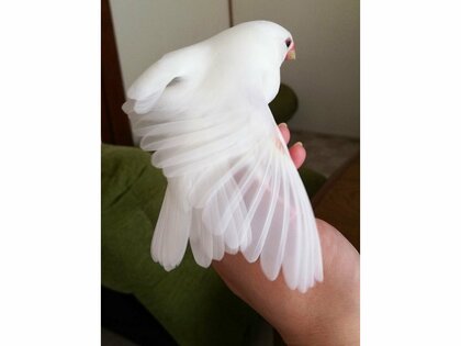 文鳥スキー　様 花嫁さんみたい」文鳥がスサーと広げた羽が“シルクの
