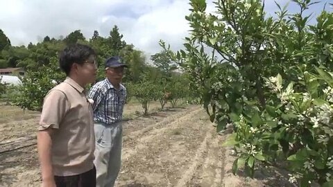 地球温暖化　東北・福島でミカン栽培に挑戦　せっかく咲いた花を全部摘む！？85歳の先輩農家が伝授“1年目の鉄則”　現場を襲ったまさかの天敵