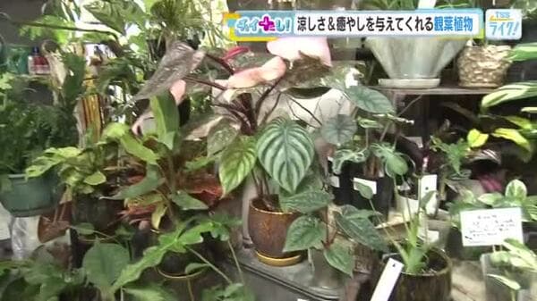 観葉植物で心地よい暮らしを実現する