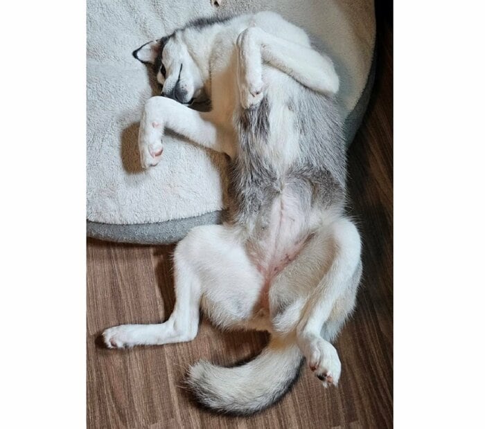 おなかを出してなでてアピール