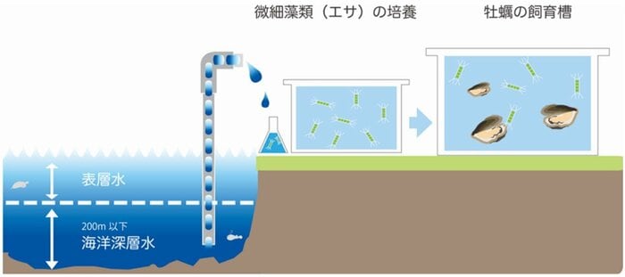「カキの陸上養殖」のイメージ(提供:株式会社ゼネラル・オイスター)