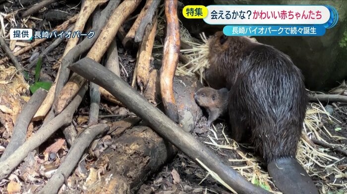 提供:長崎バイオパーク