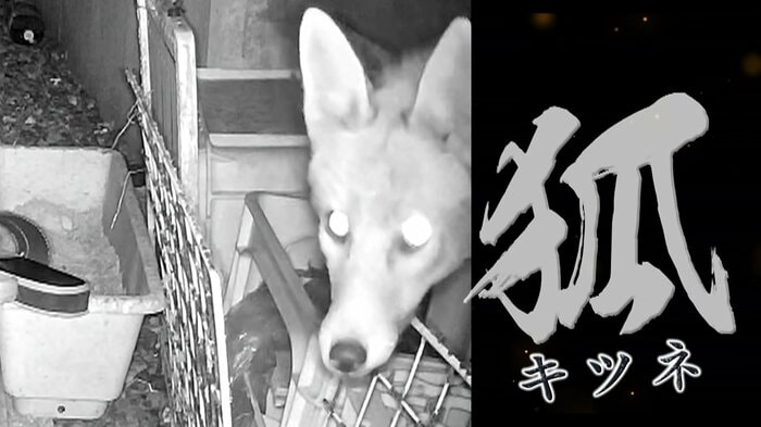 「キツネ」です