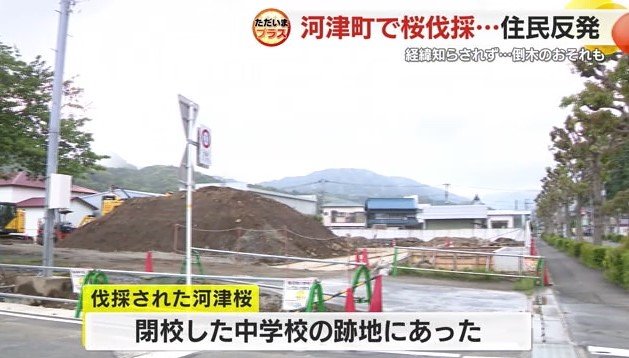 河津桜があった中学校の跡地