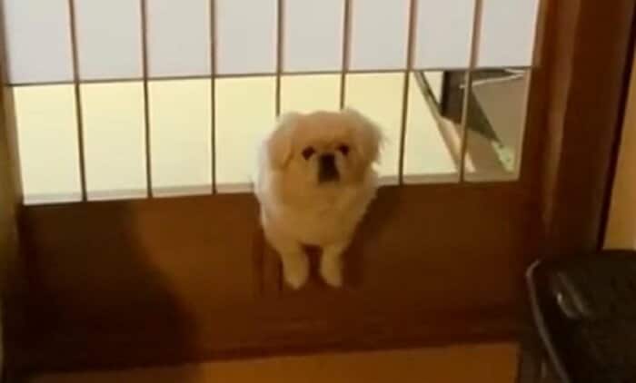 脱出を諦めた時のはおくんの姿