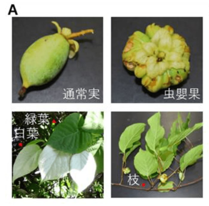 マタタビの実など(出典:岩手大学)