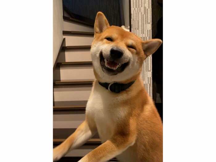 提供:柴犬 雷吾さん